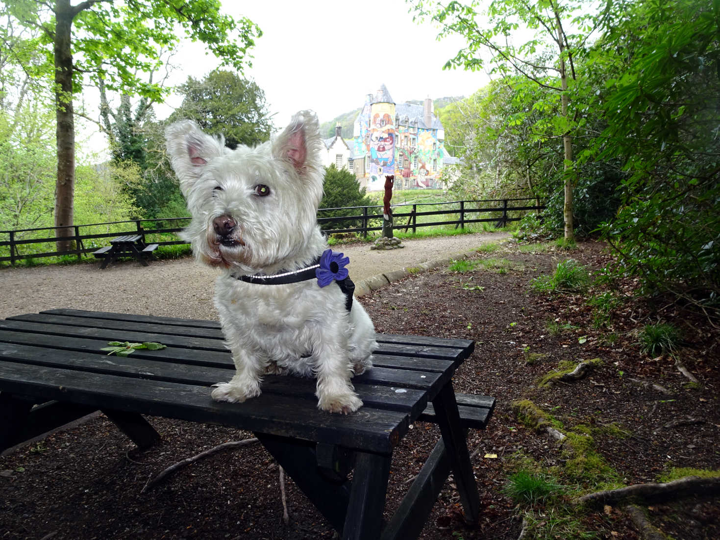 poppy the westie on bench at kelburn