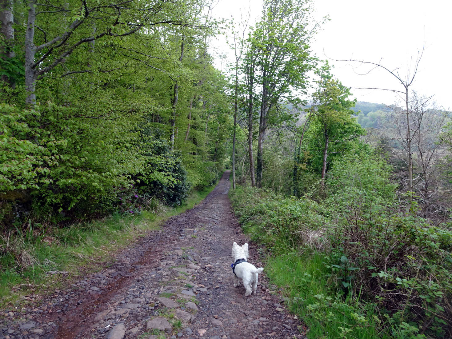 poppy the westie on corkscrew road Kelburn