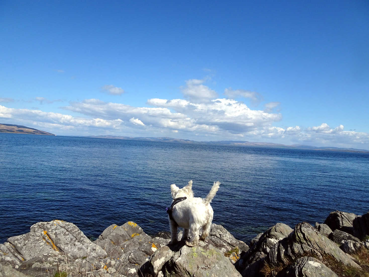 poppy the westie on rocks at Lochranza