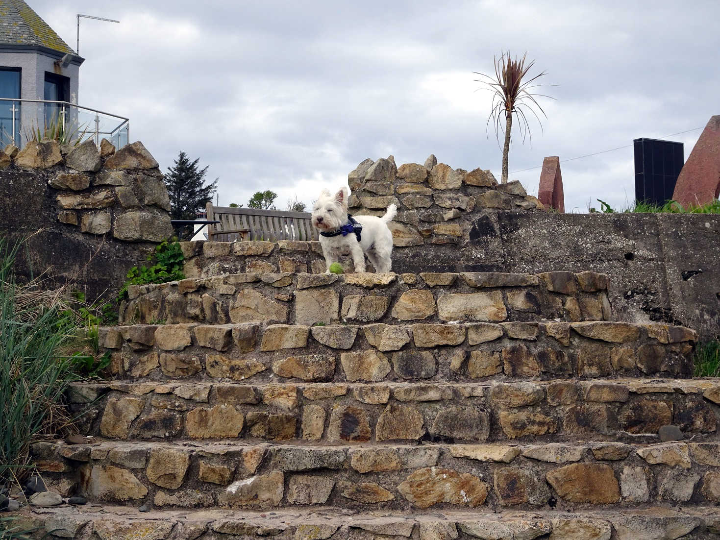 poppy the westie on steps of The Kildonan Hotel