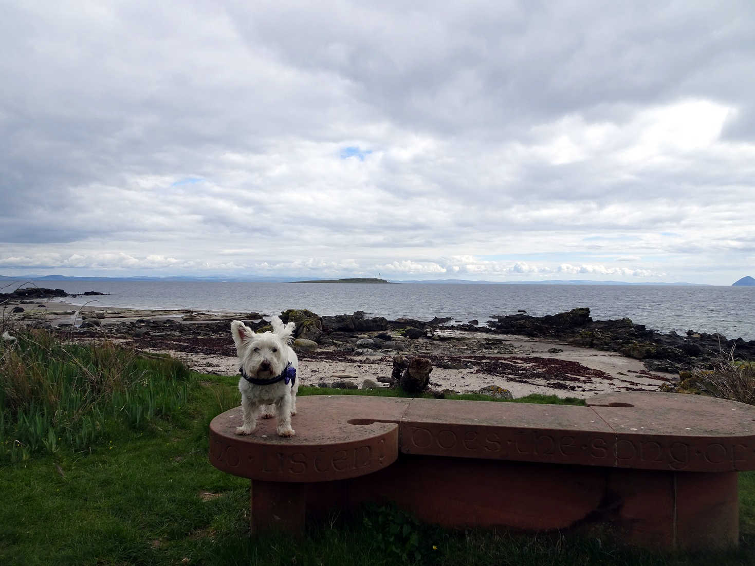 poppy the westie on the Kildonan sculpture bench