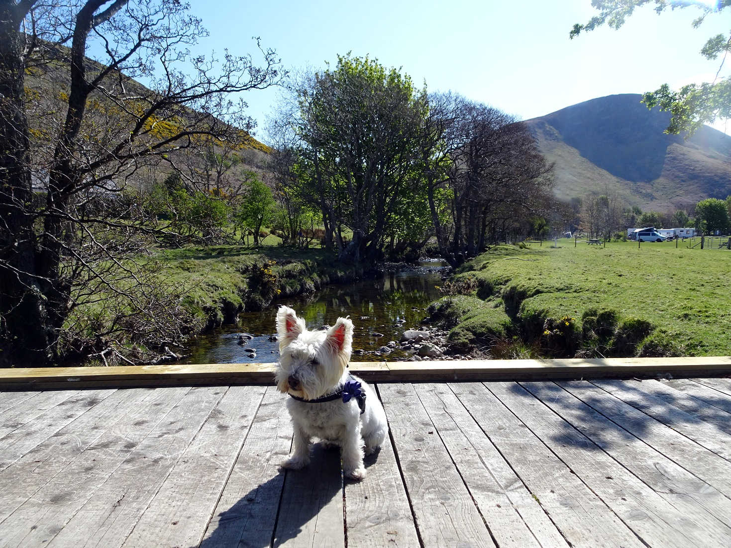 poppy the westie on the bridge at lochranza golf course