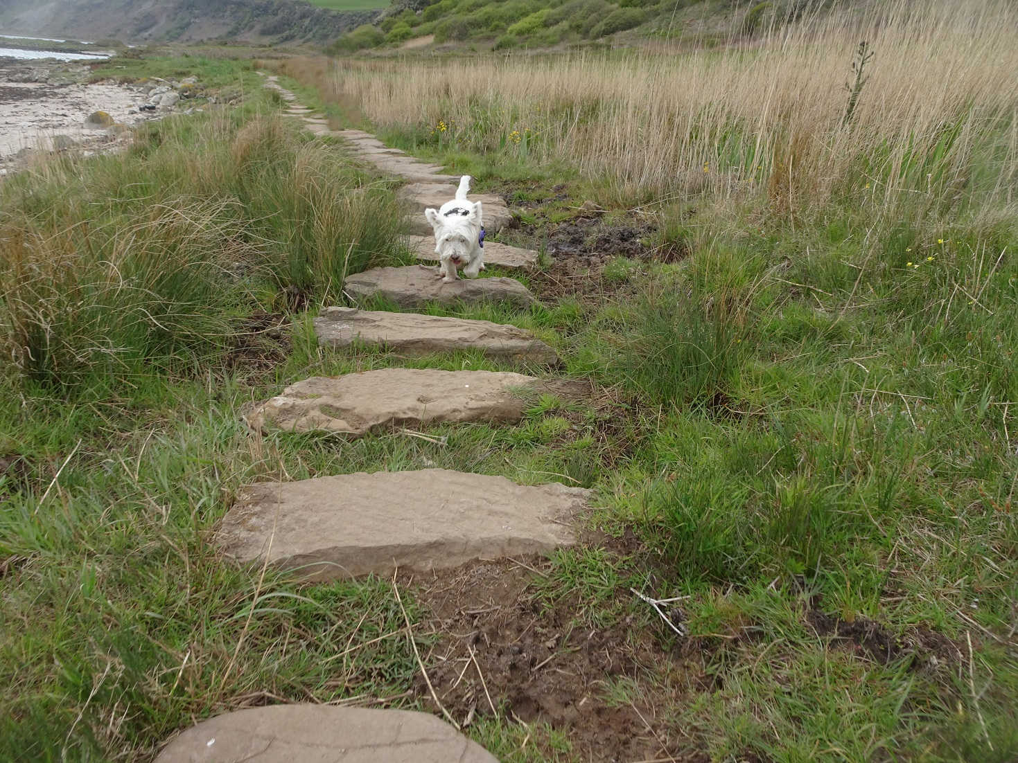 poppy the westie on the stepping stones at kildonan Arran