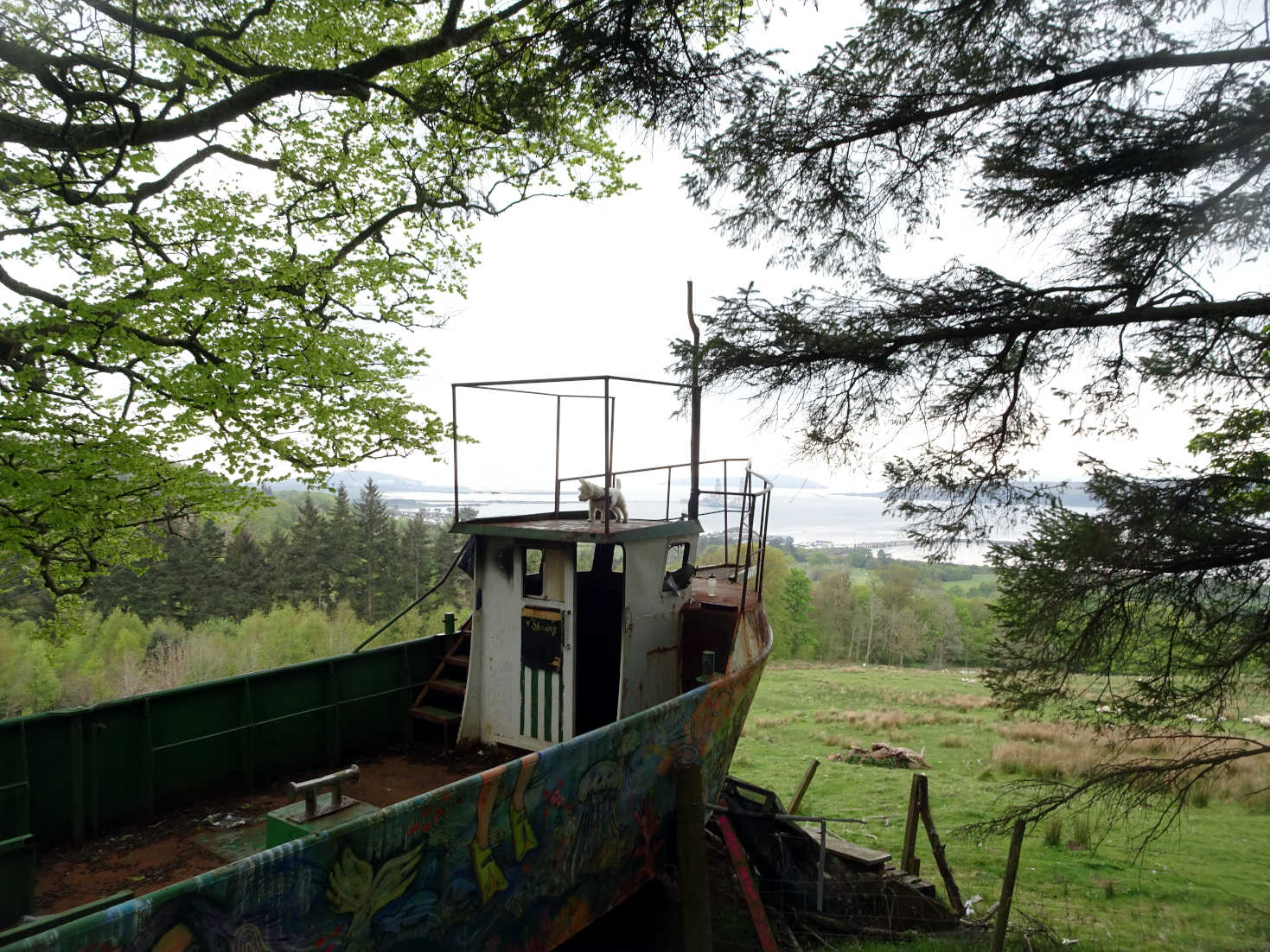 poppy the westie on top of a boat in the forrest