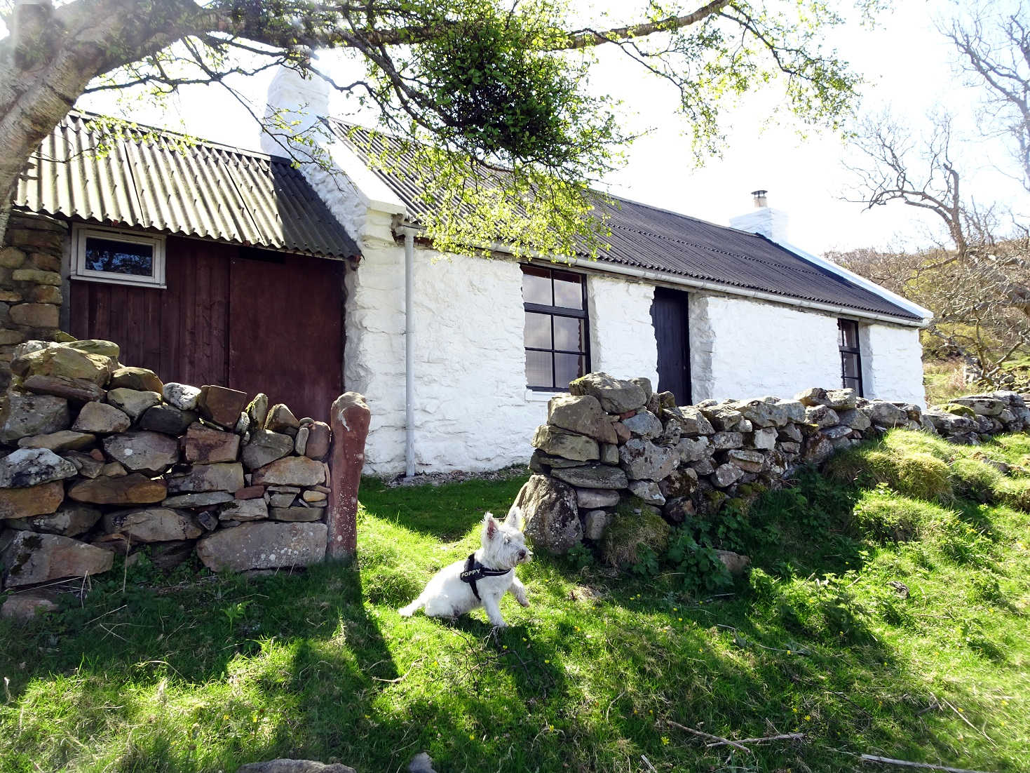 poppy the westie outside a croft on arran