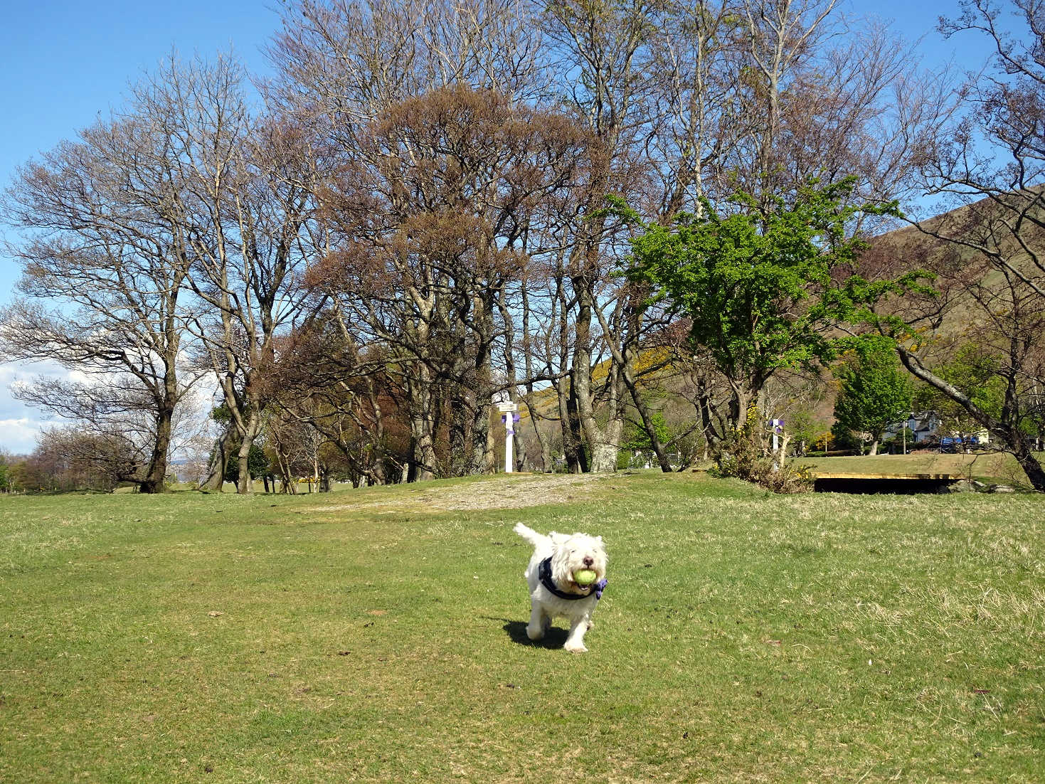 poppy the westie playing ball on Lochranza golf course