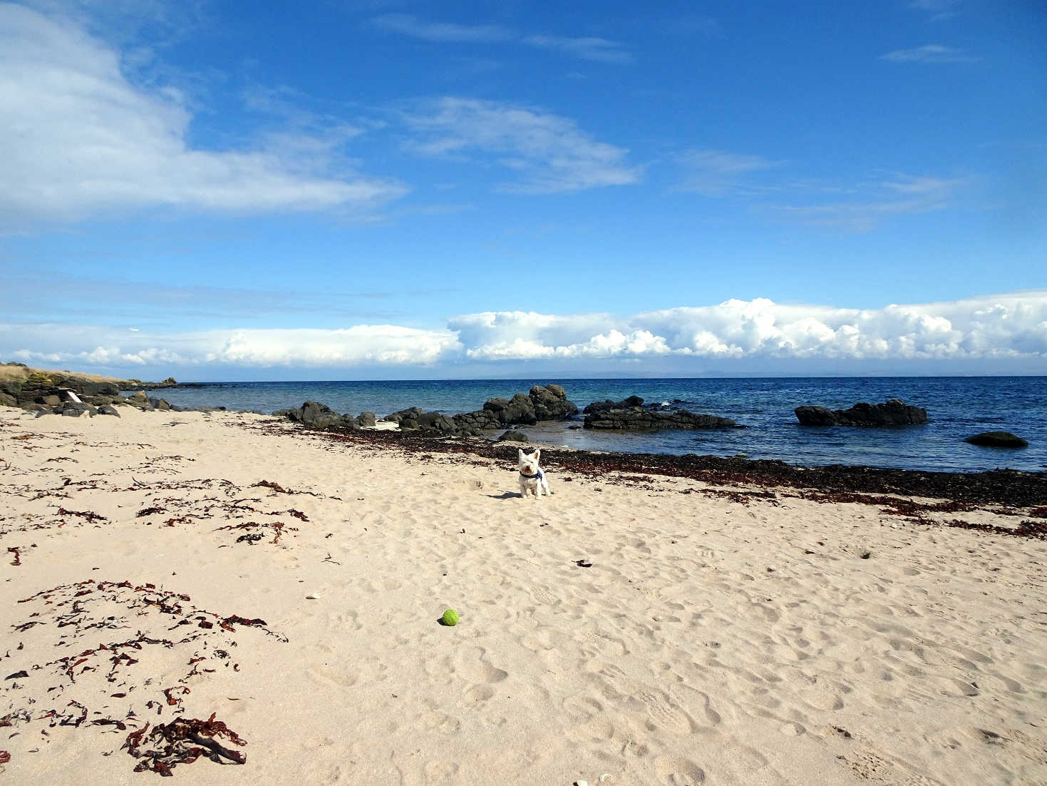 poppy the westie playing ball on the Kildonan Shore Arran