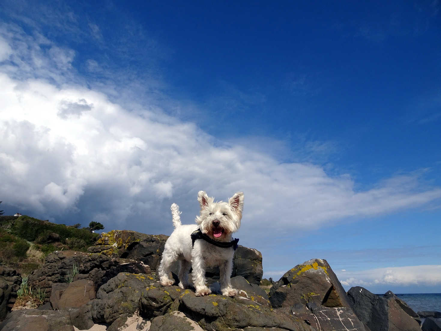 poppy the westie rock climbing at Kildonan Shore