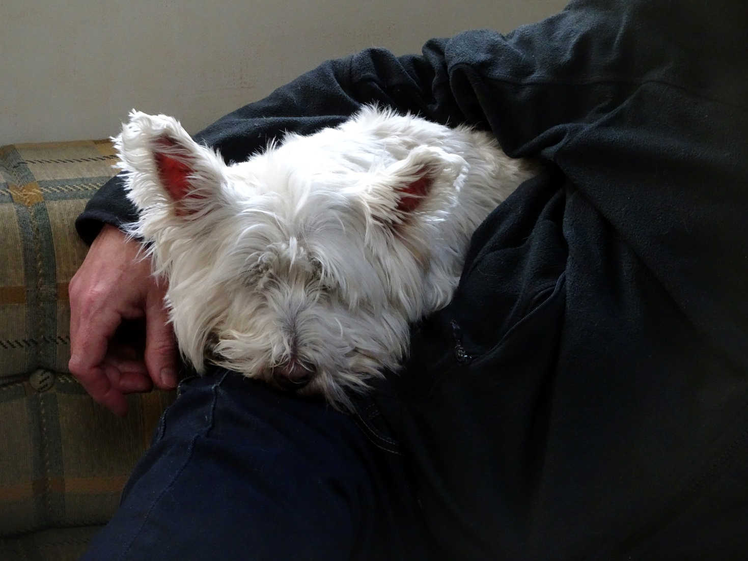 poppy the westie snuggles in