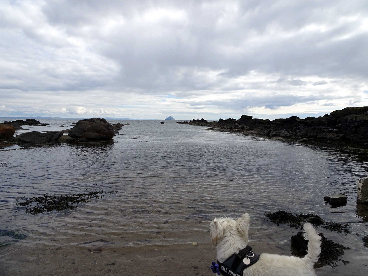 poppy the westie spots a seal