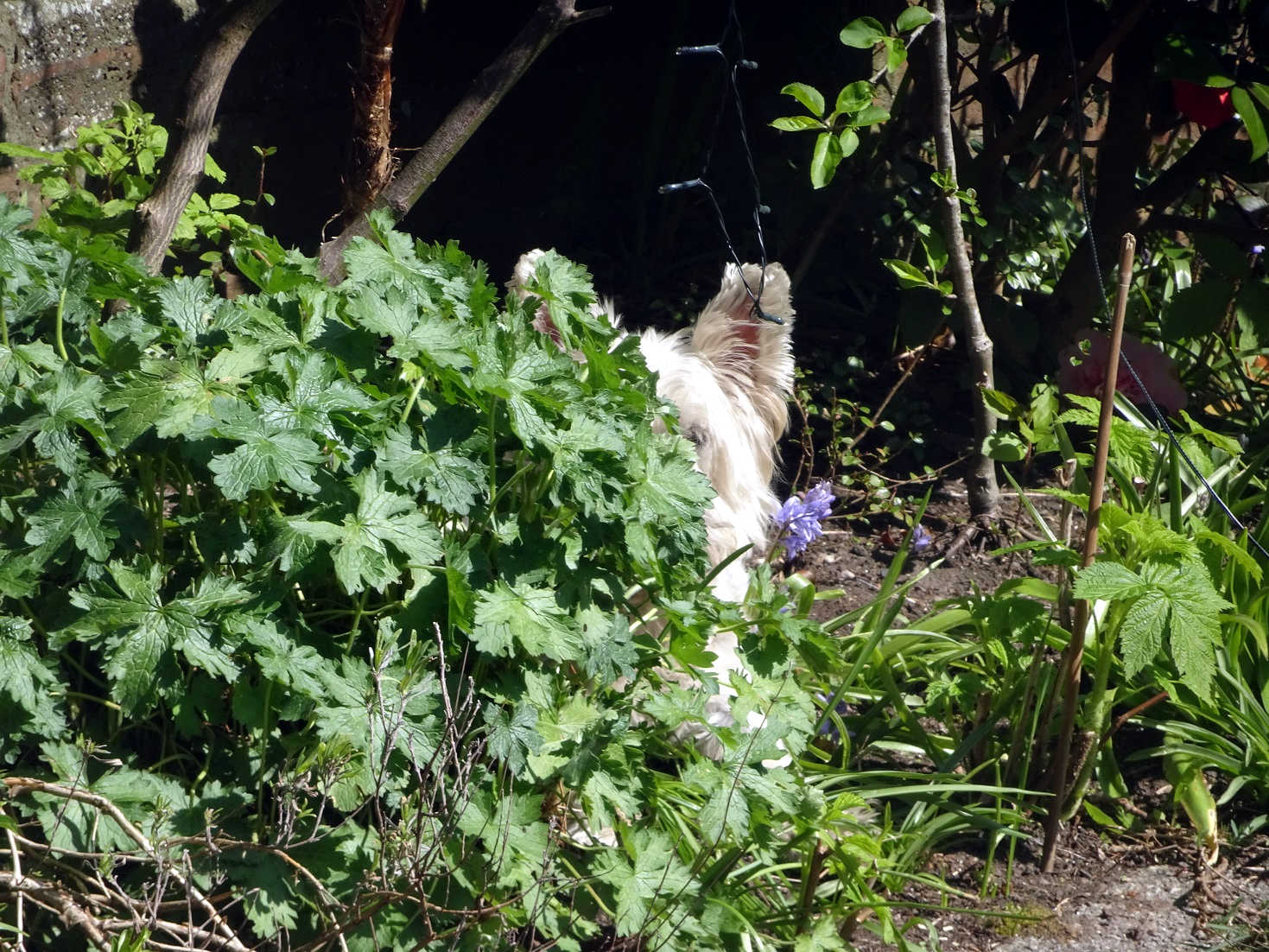 poppy the westie spying in the garden