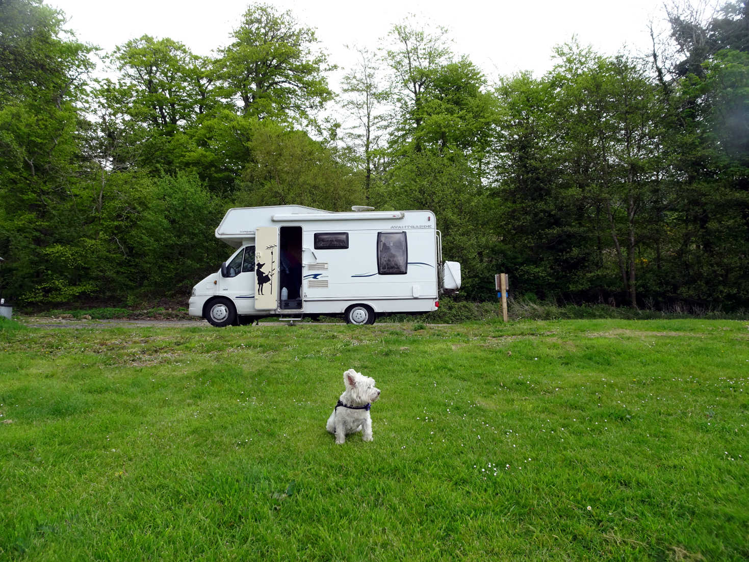 poppy the westie survays kelburn campsite