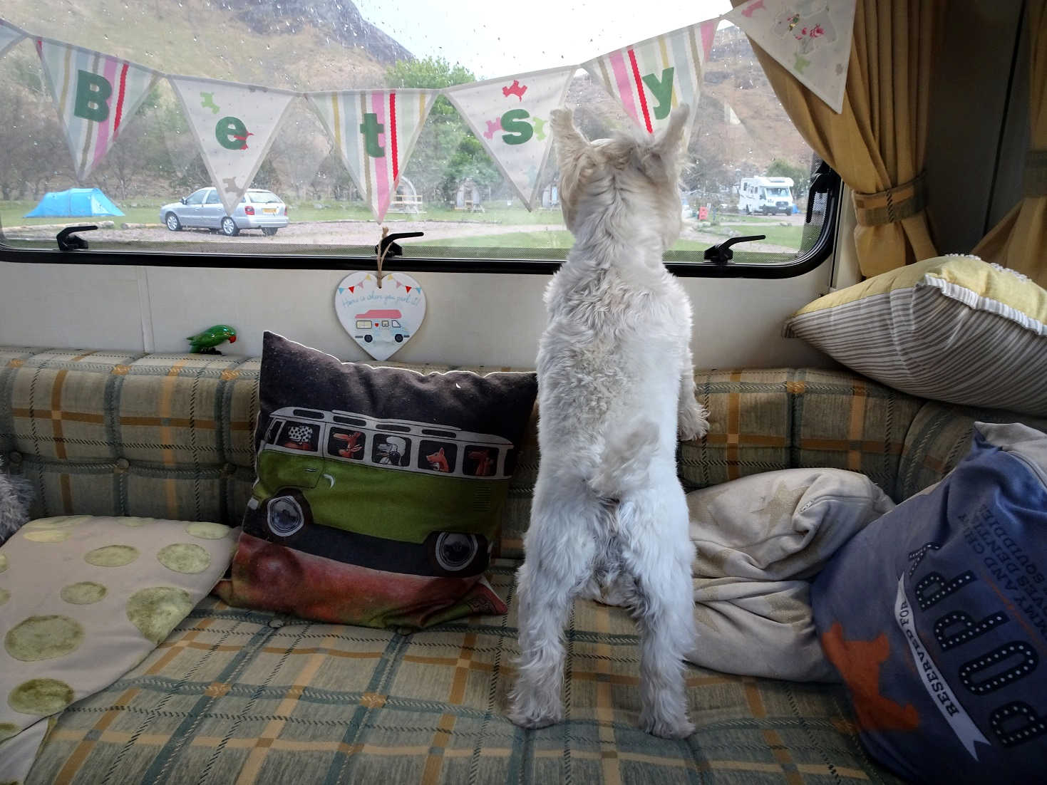 poppy the westie survays lochranza camp site