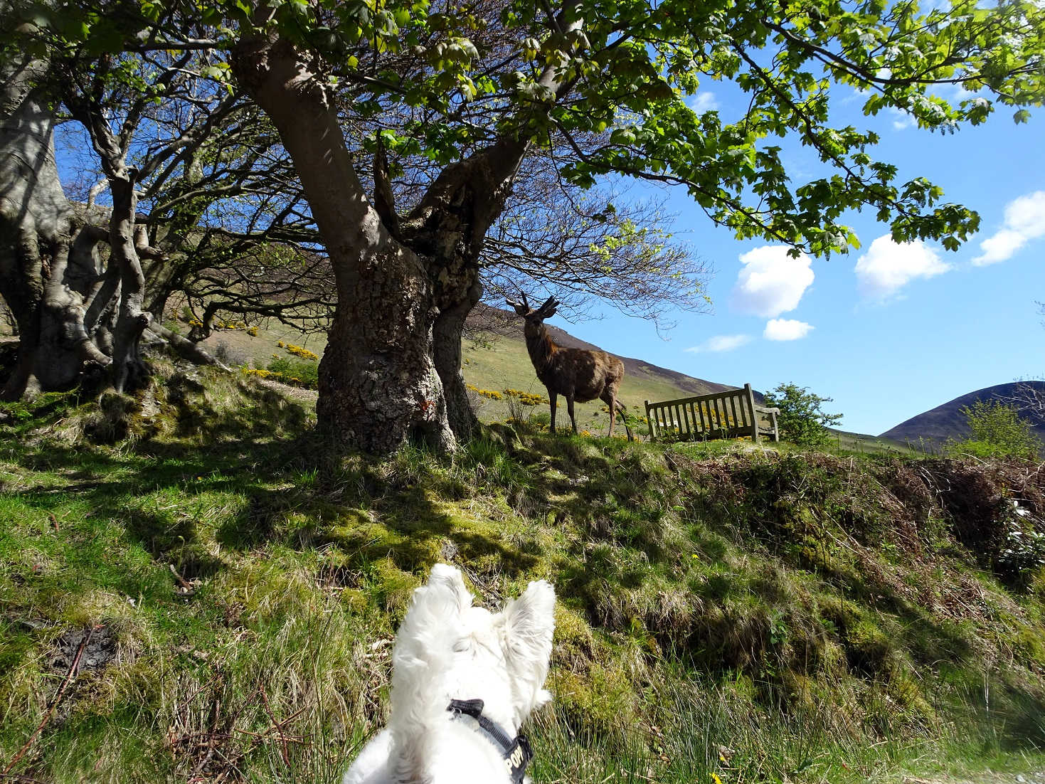 poppy the westies mexican stand off