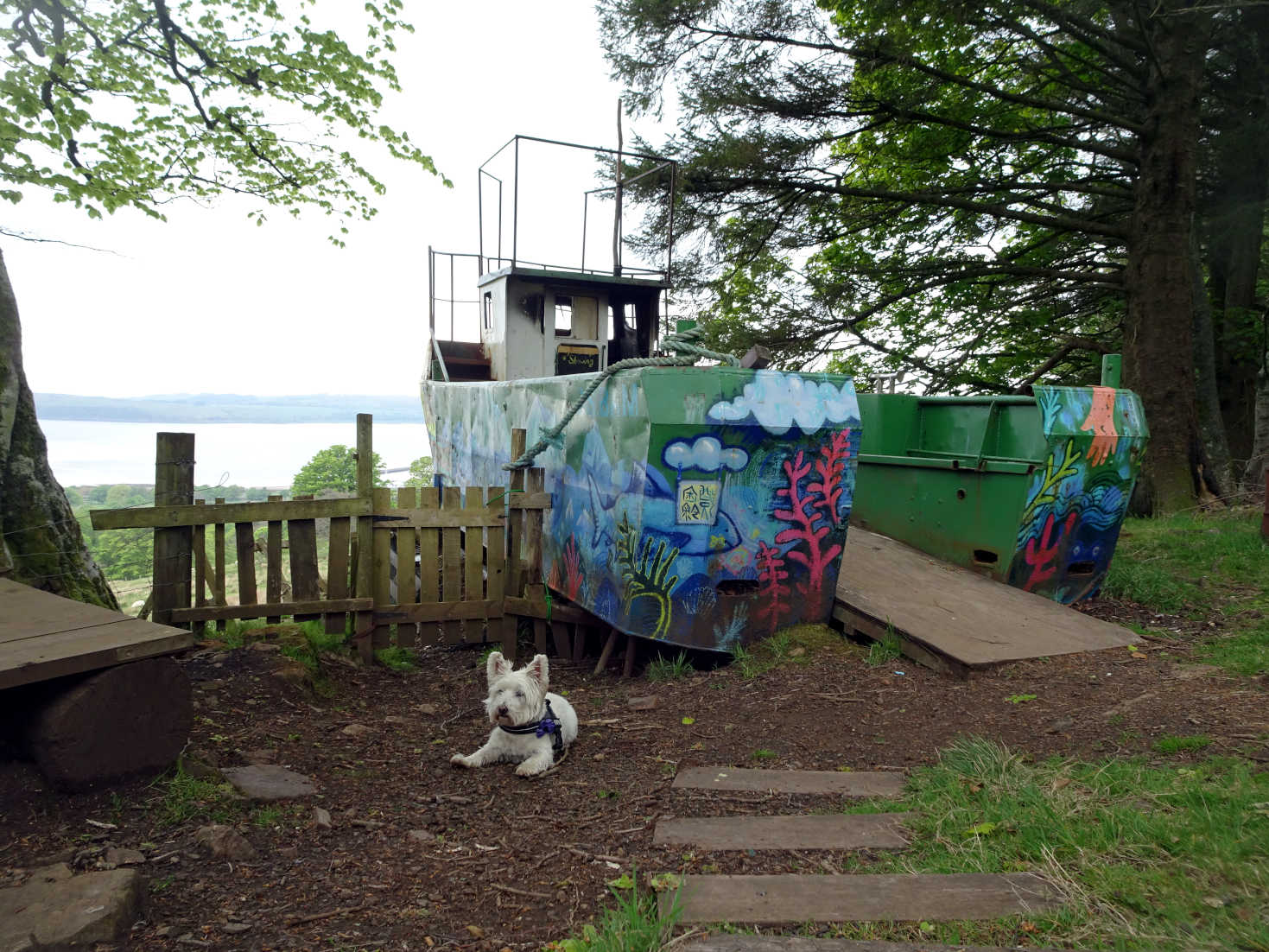 poppy the westy beside trawler in the forrest