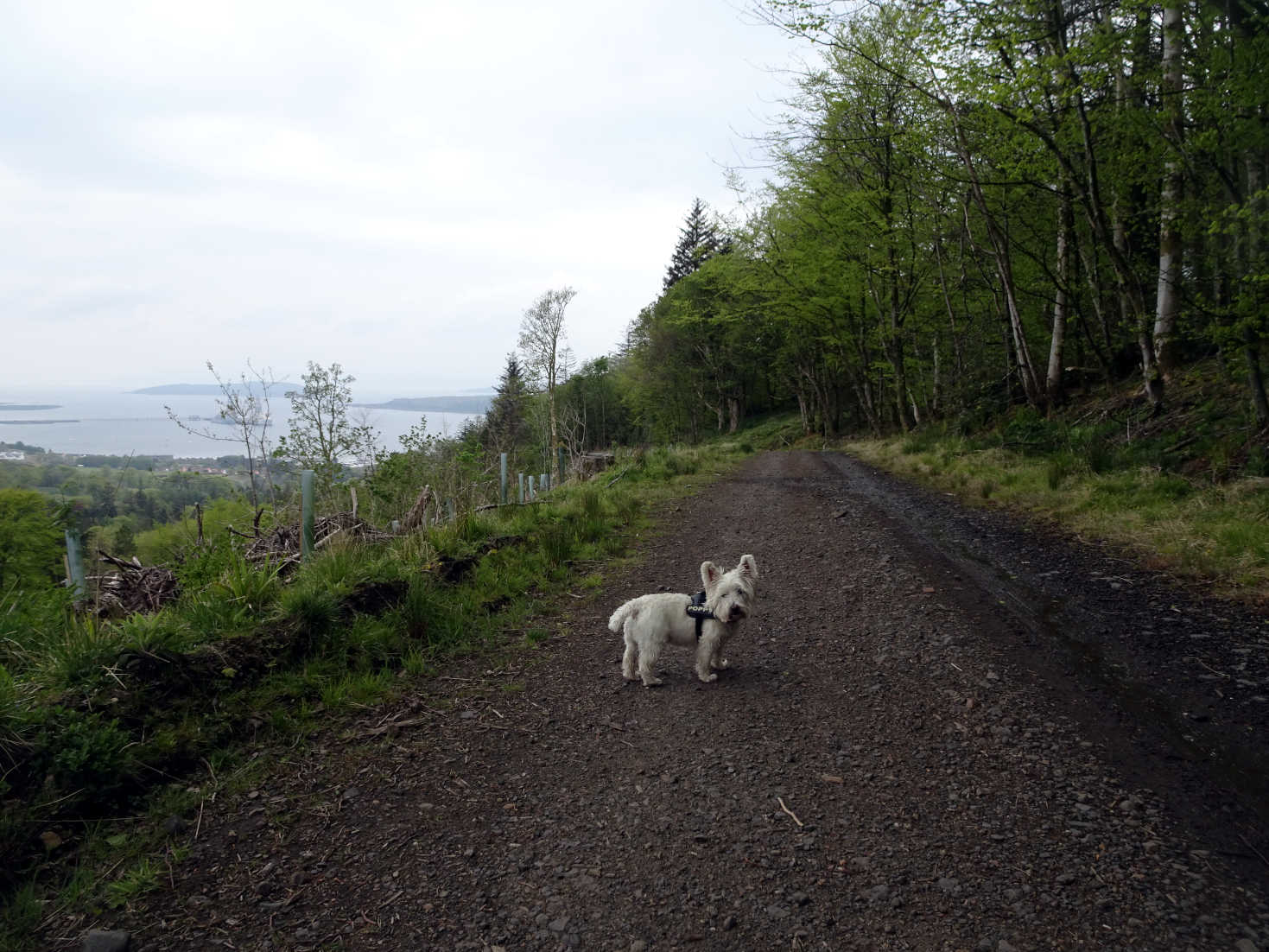 poppysock above firth of Clyde