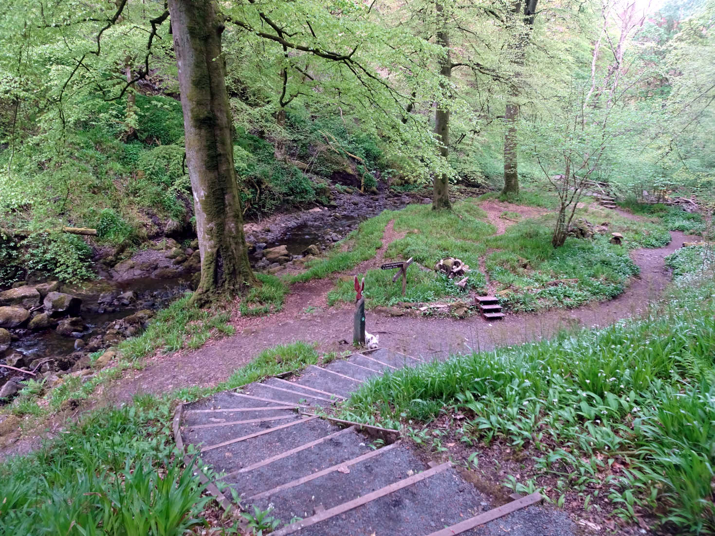 poppysock exploring the upper glen at Kelburn