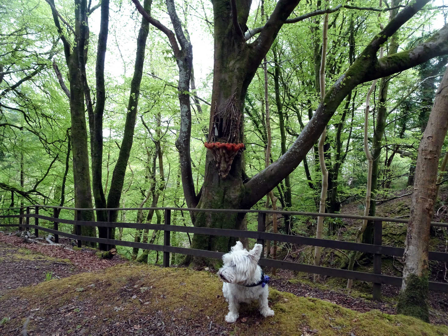 poppysocks at fairy encampment Kelburn Castle