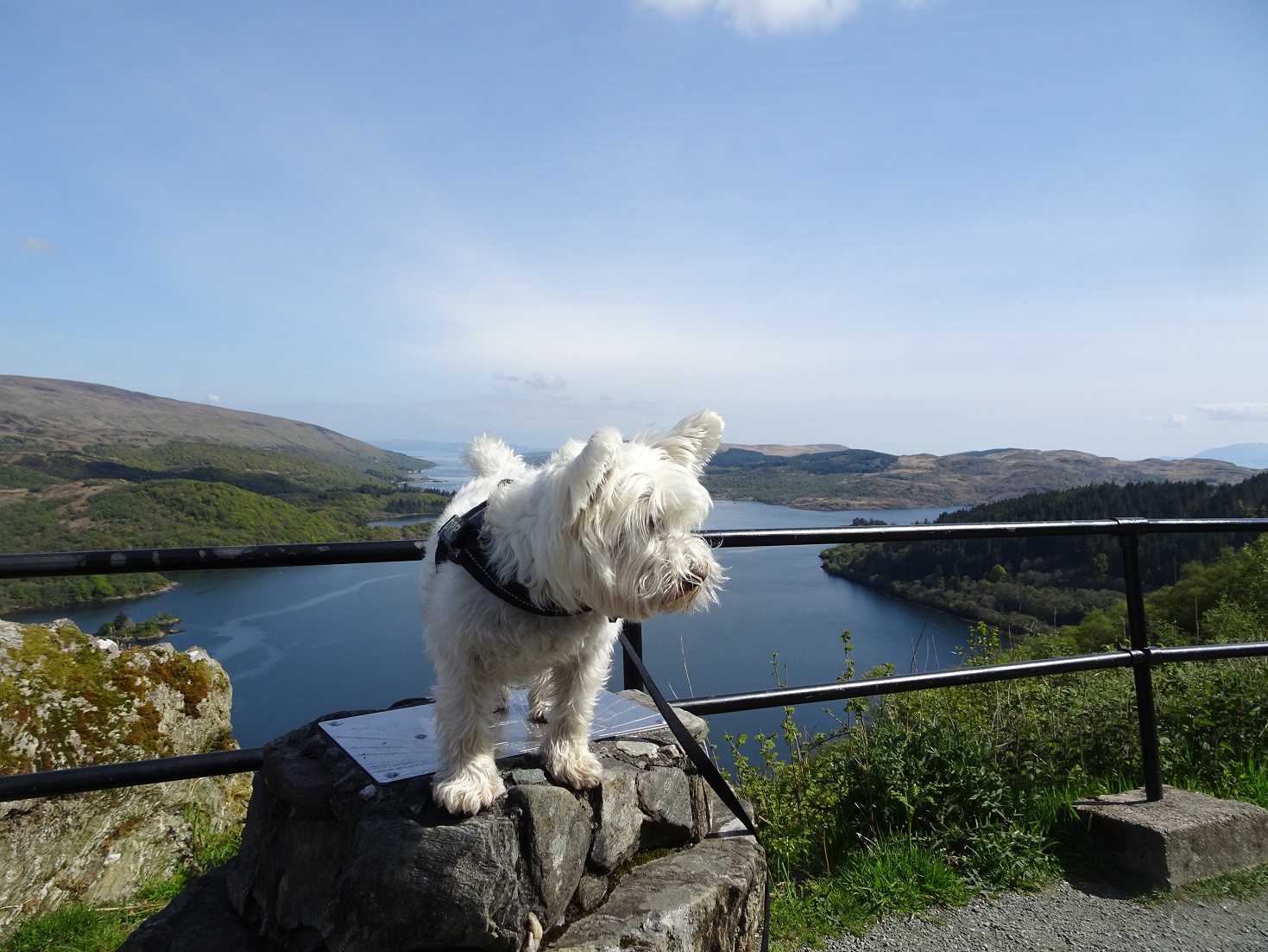 Poppy the Westie at Loch Ruel