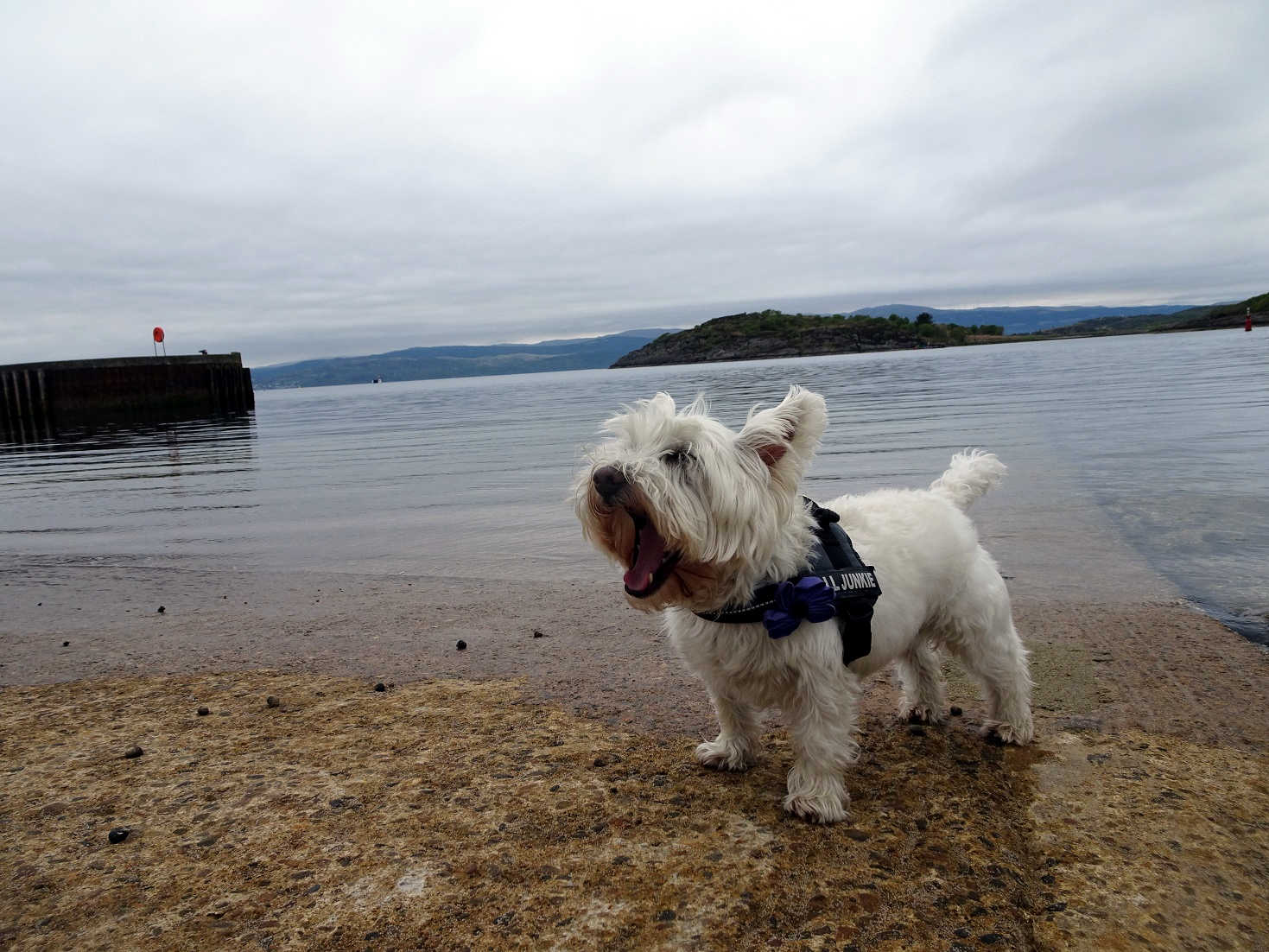 Poppy the Westie at Portavadie Jetty