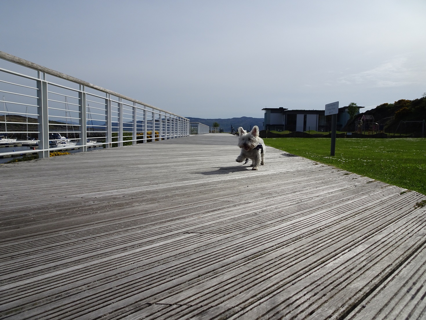 Poppy the Westie at Portavadie boardwalk