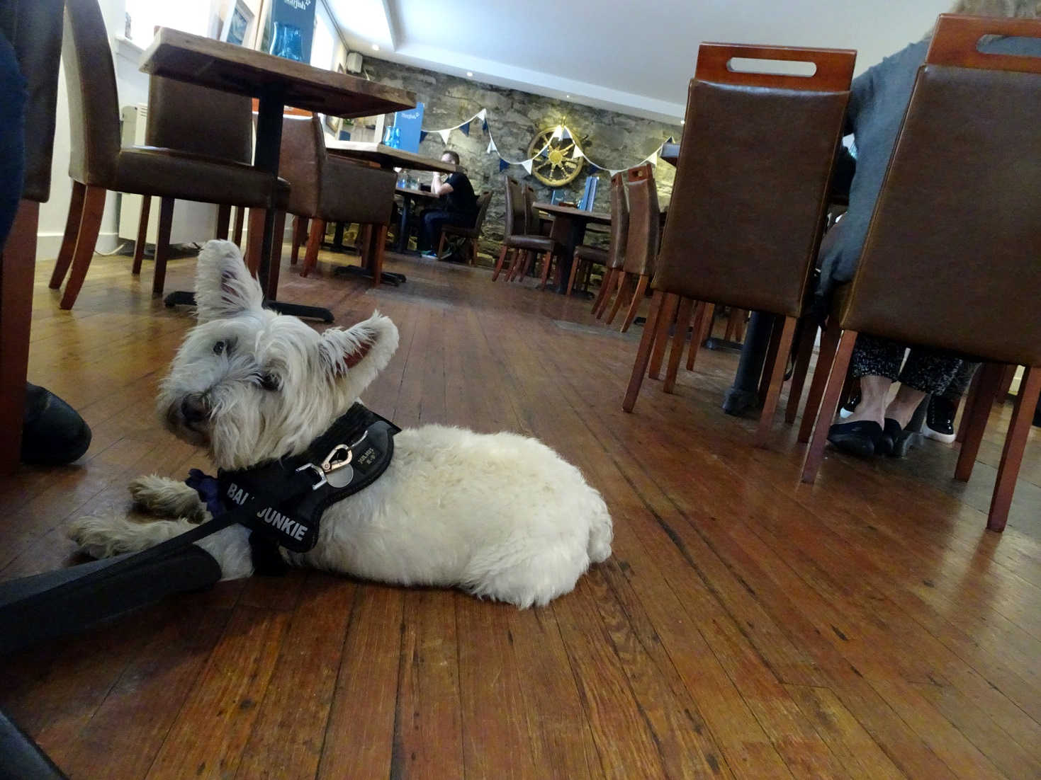 Poppy the Westie at the Starfish Tarbert