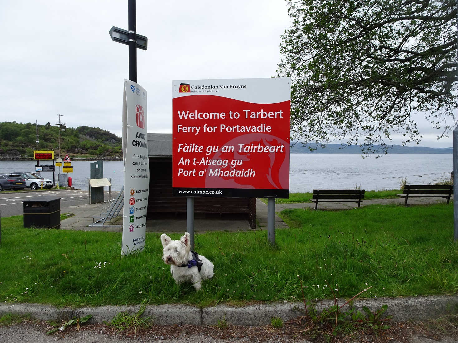 Poppy the Westie back on dry land at Tarbert