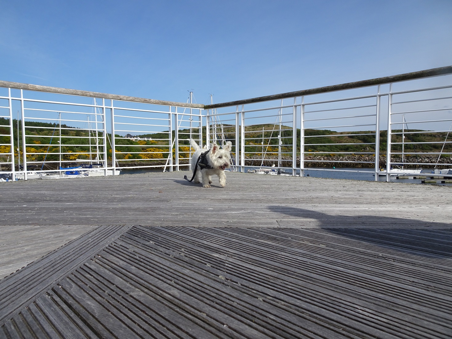 Poppy the Westie checks out the boats at the marina Portavadie