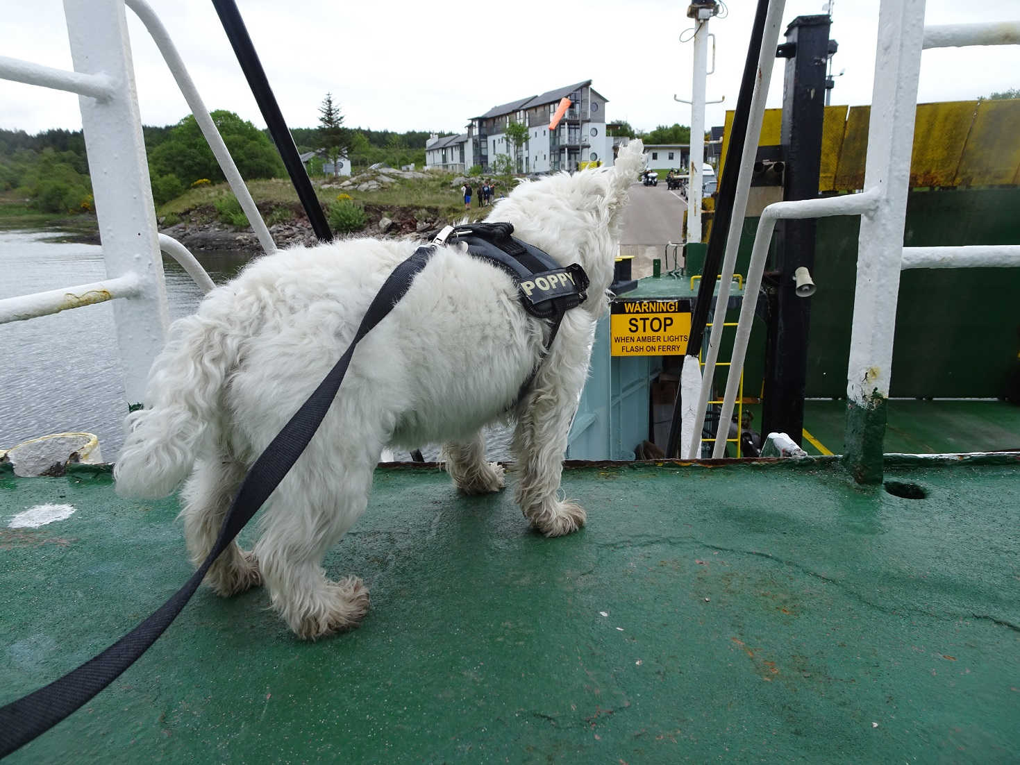 Poppy the Westie comming into Portavadie