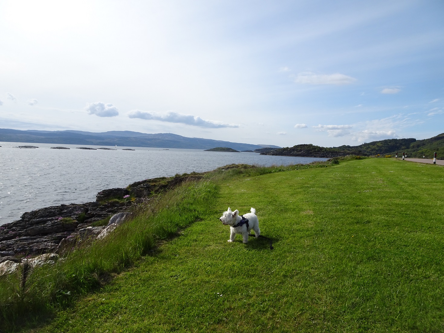 Poppy the Westie finds a good place to play ball at Portavadie