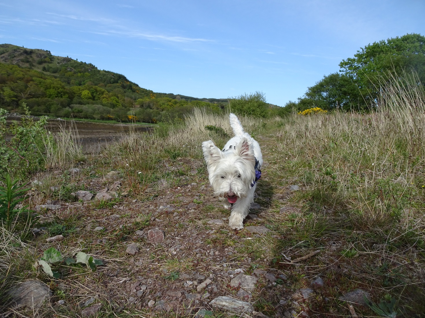 Poppy the Westie going back along the shore to Betsy