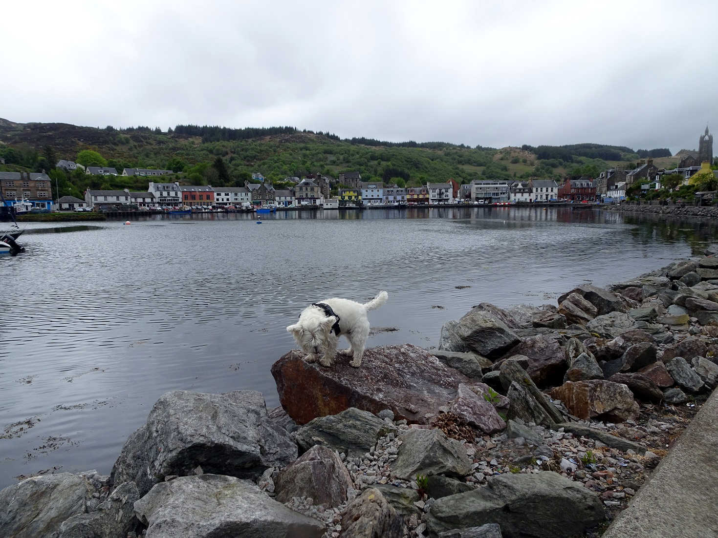 Poppy the Westie nozing around at Tarbert