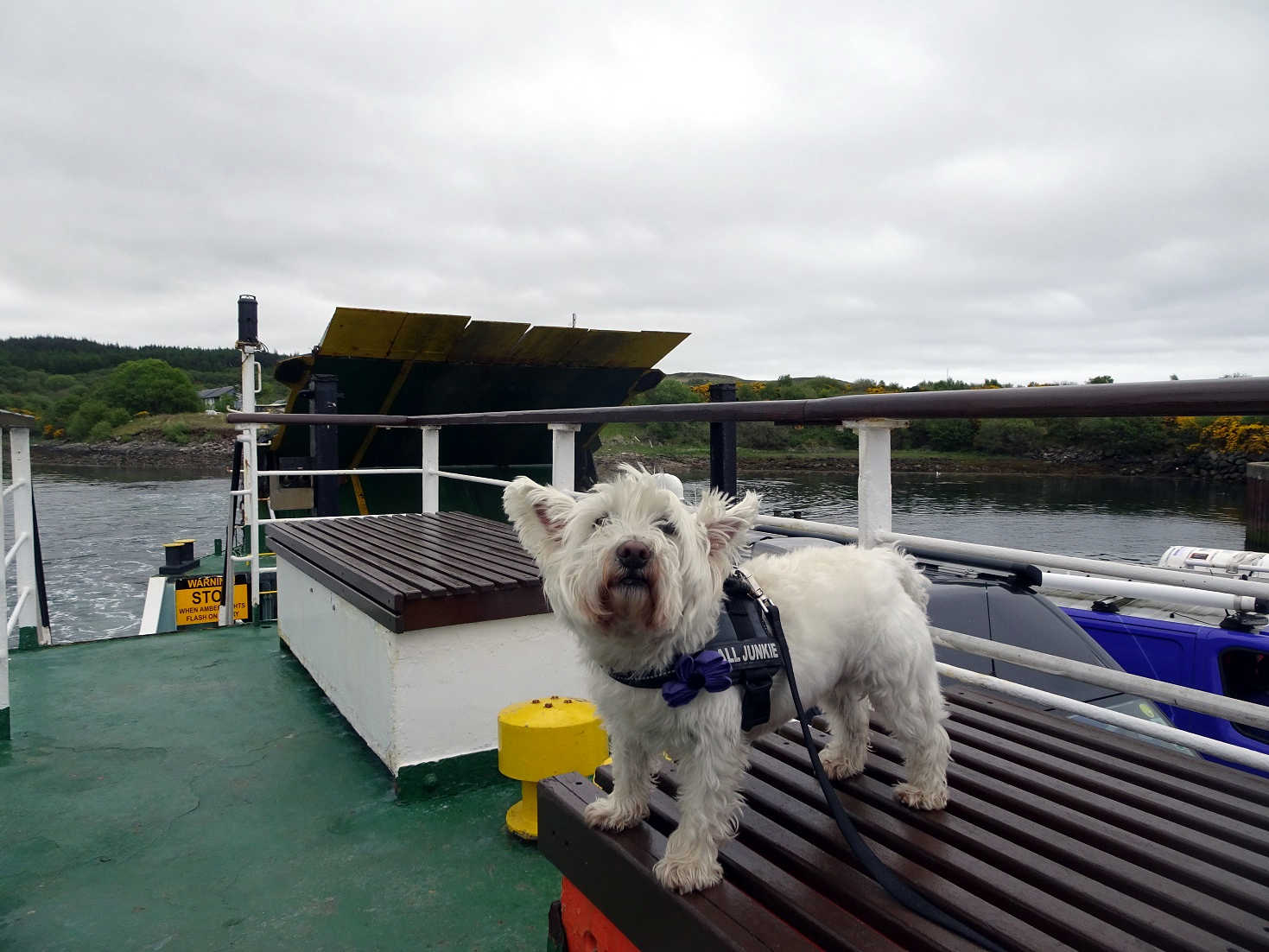 Poppy the Westie on the Tarbert Ferry