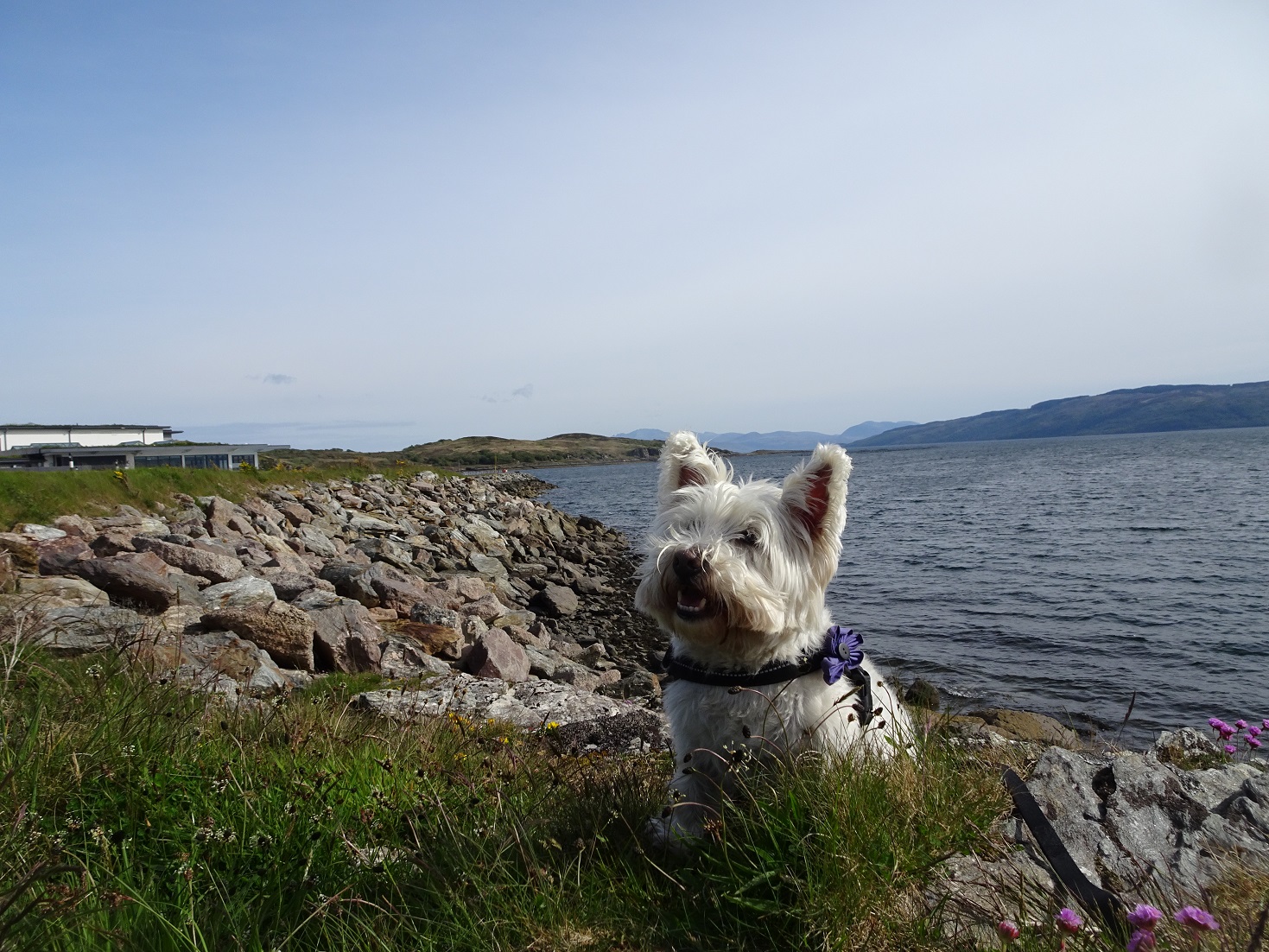 Poppy the Westie on the banks of Loch Fyne