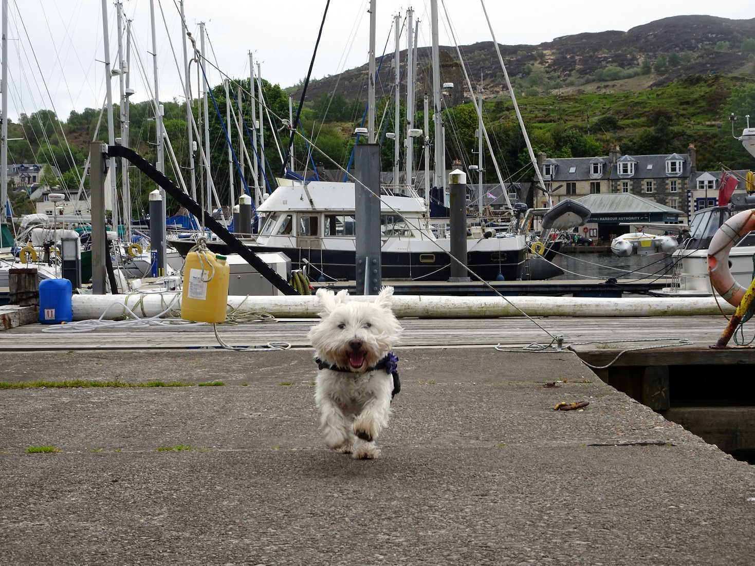 Poppy the Westie running about the marina at Tarbert