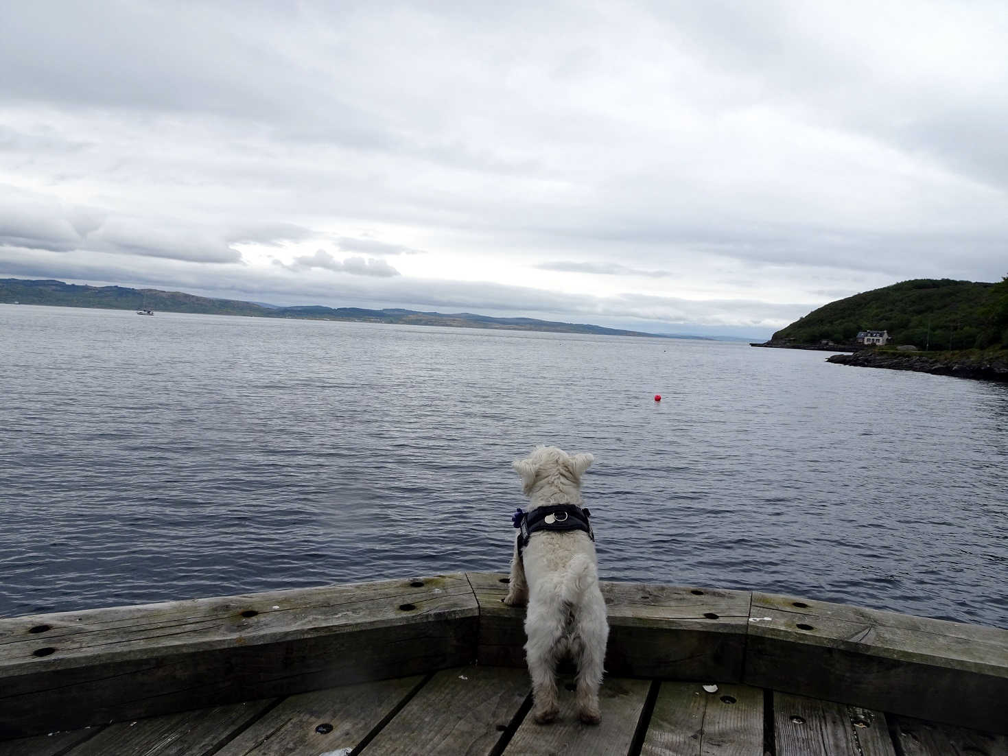 Poppy the Westie stairing at the sea loch