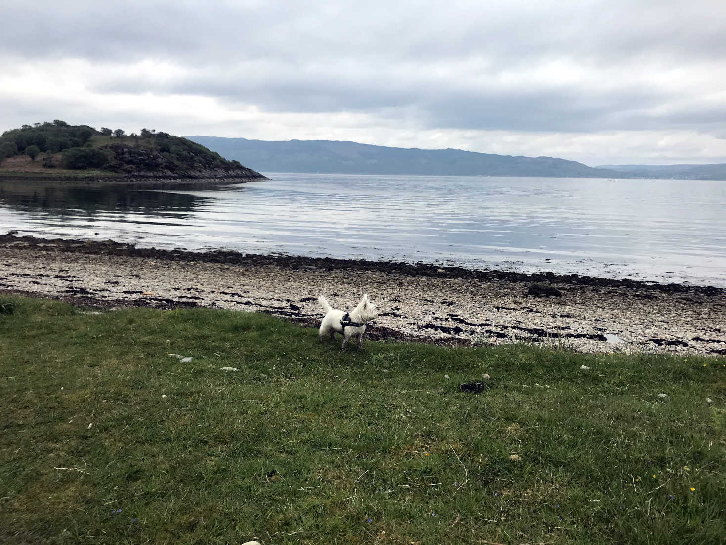 Poppy the westie at Glenan Bay