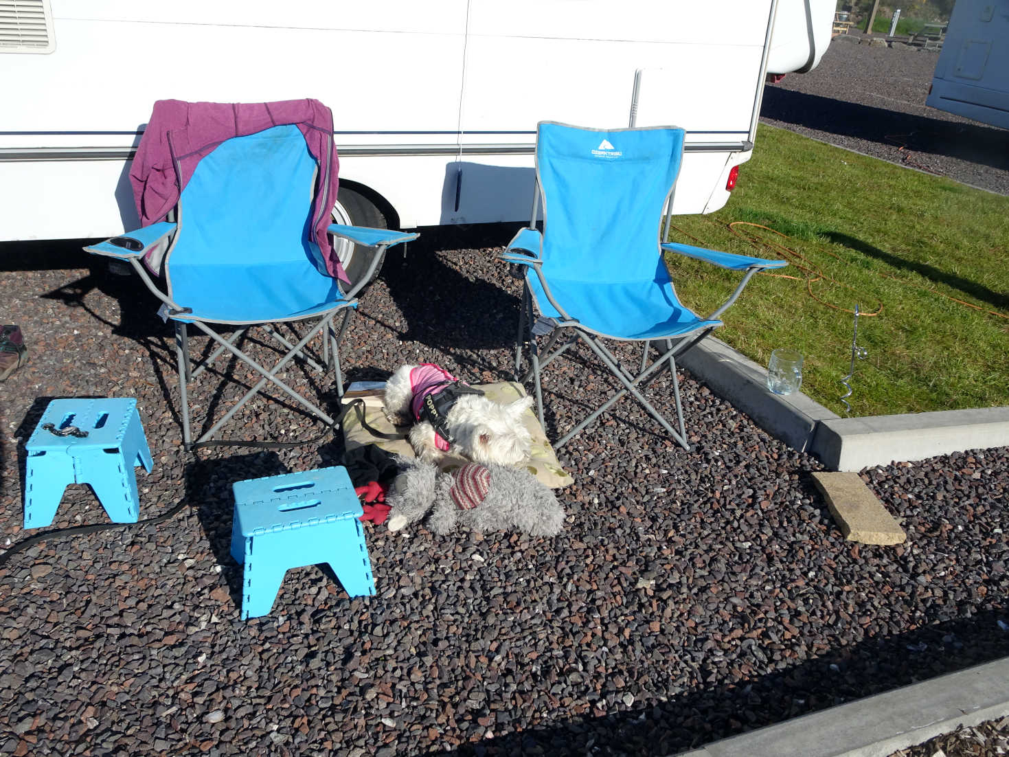 Poppy the westie back at base Portavadie Marina