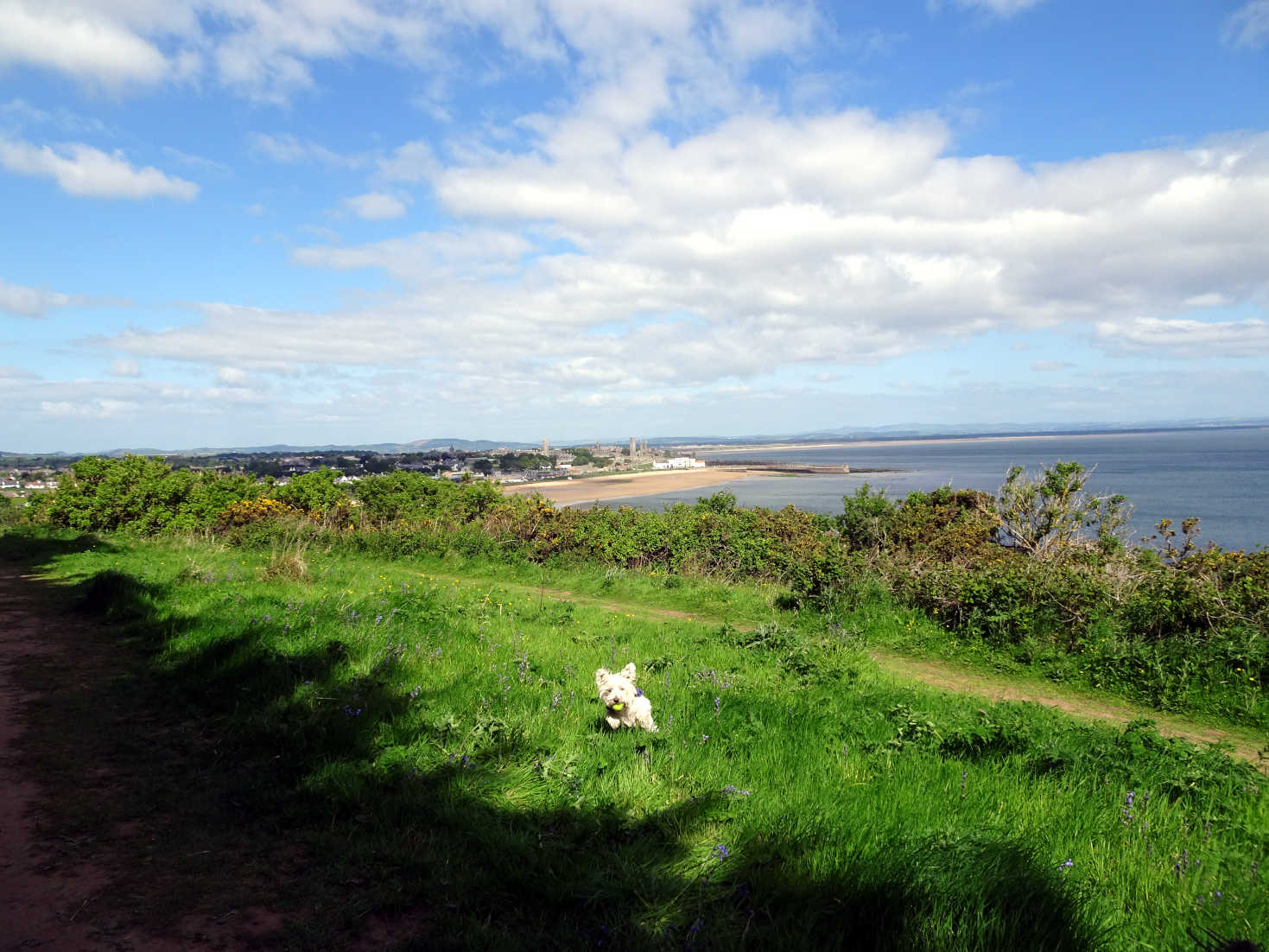 poppy the westie above St Andrews in the morning