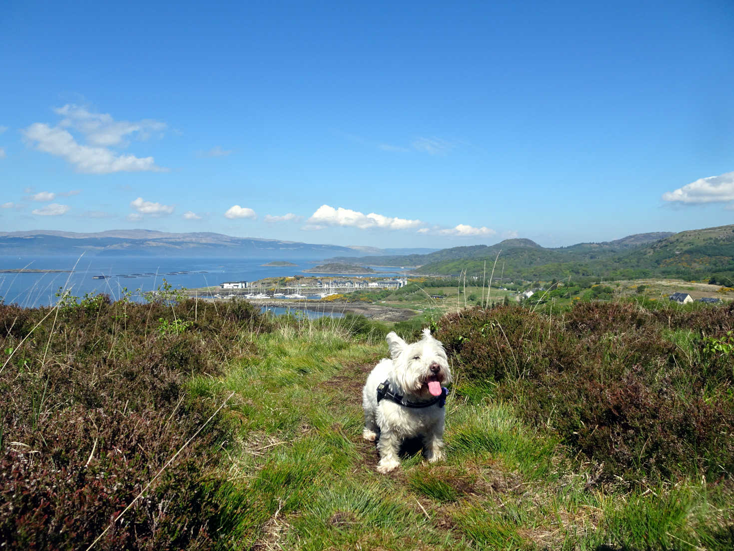 poppy the westie above portavadie marina