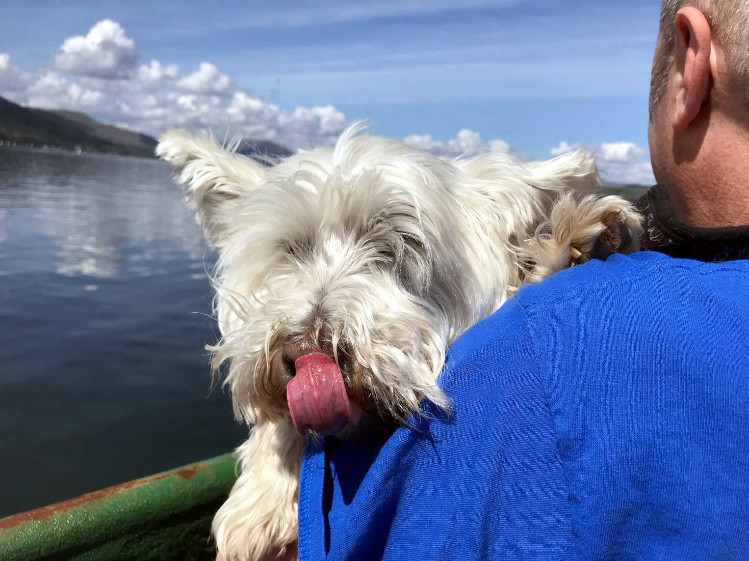 poppy the westie and dad on western ferry