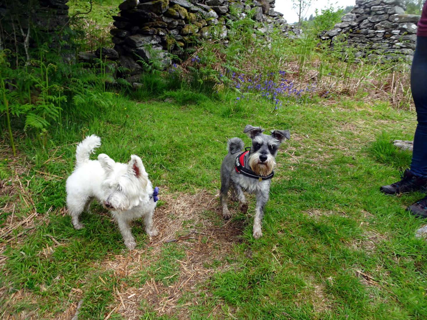 poppy the westie and freddy at Glenan Village