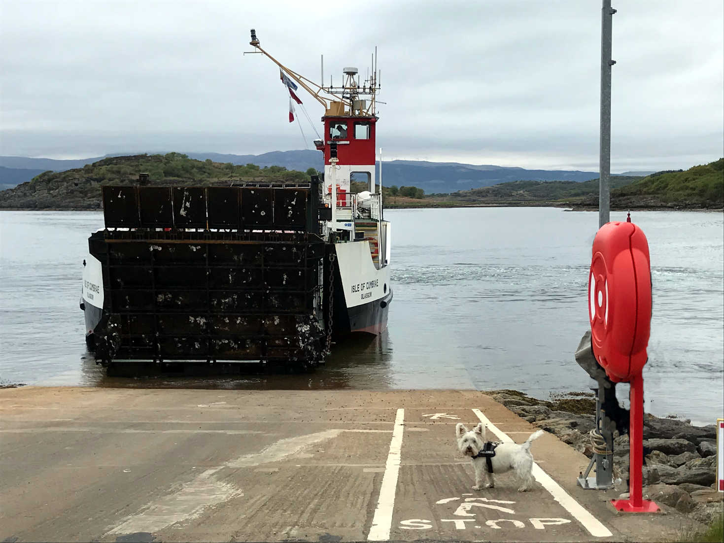 poppy the westie as ferry comes in Portavadie