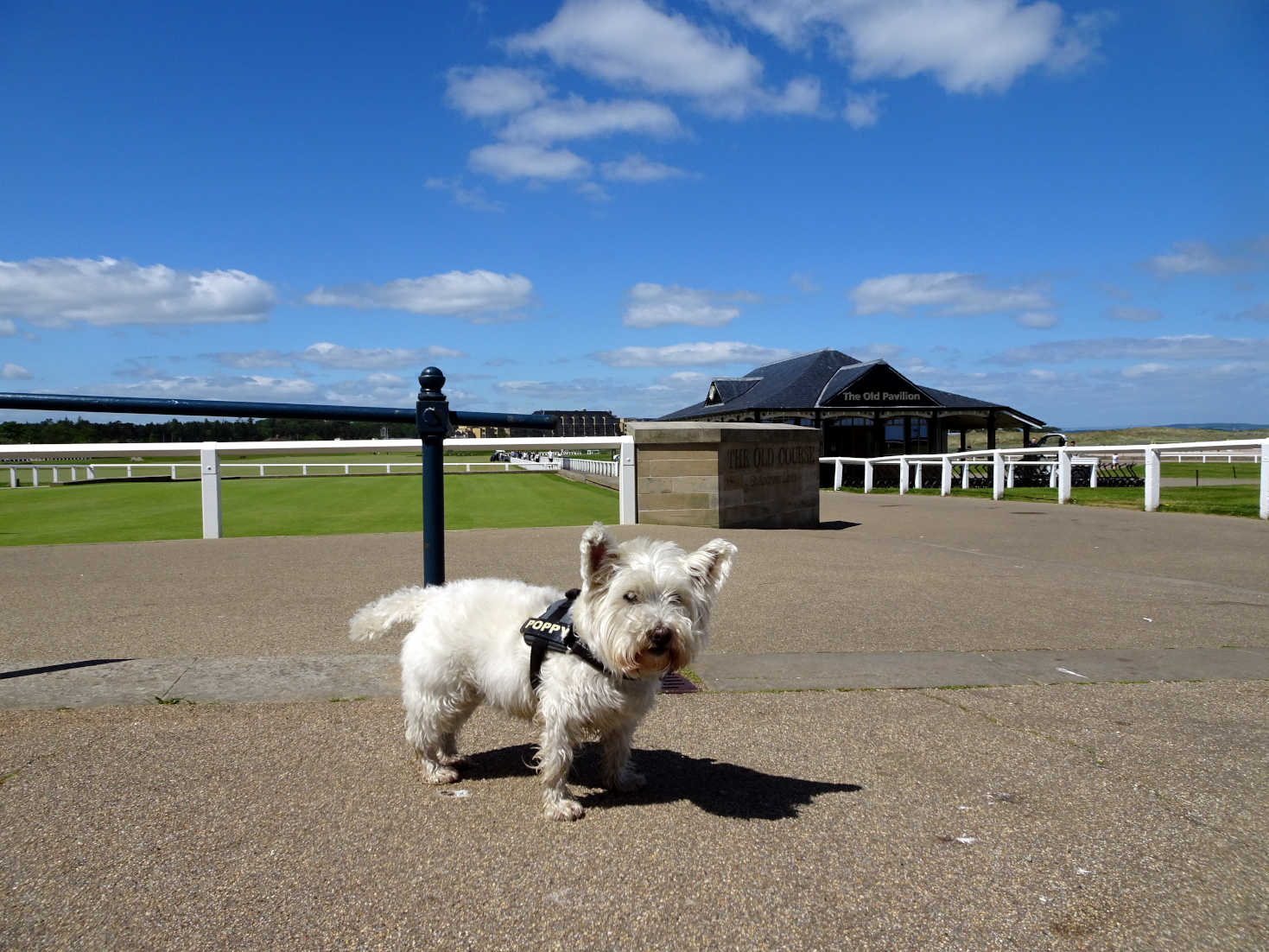 poppy the westie at 1st tee St Andrews