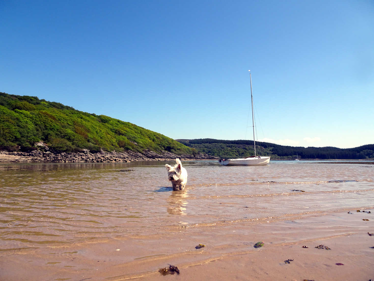 poppy the westie at Eilean Aoidhe in Asgog Bay