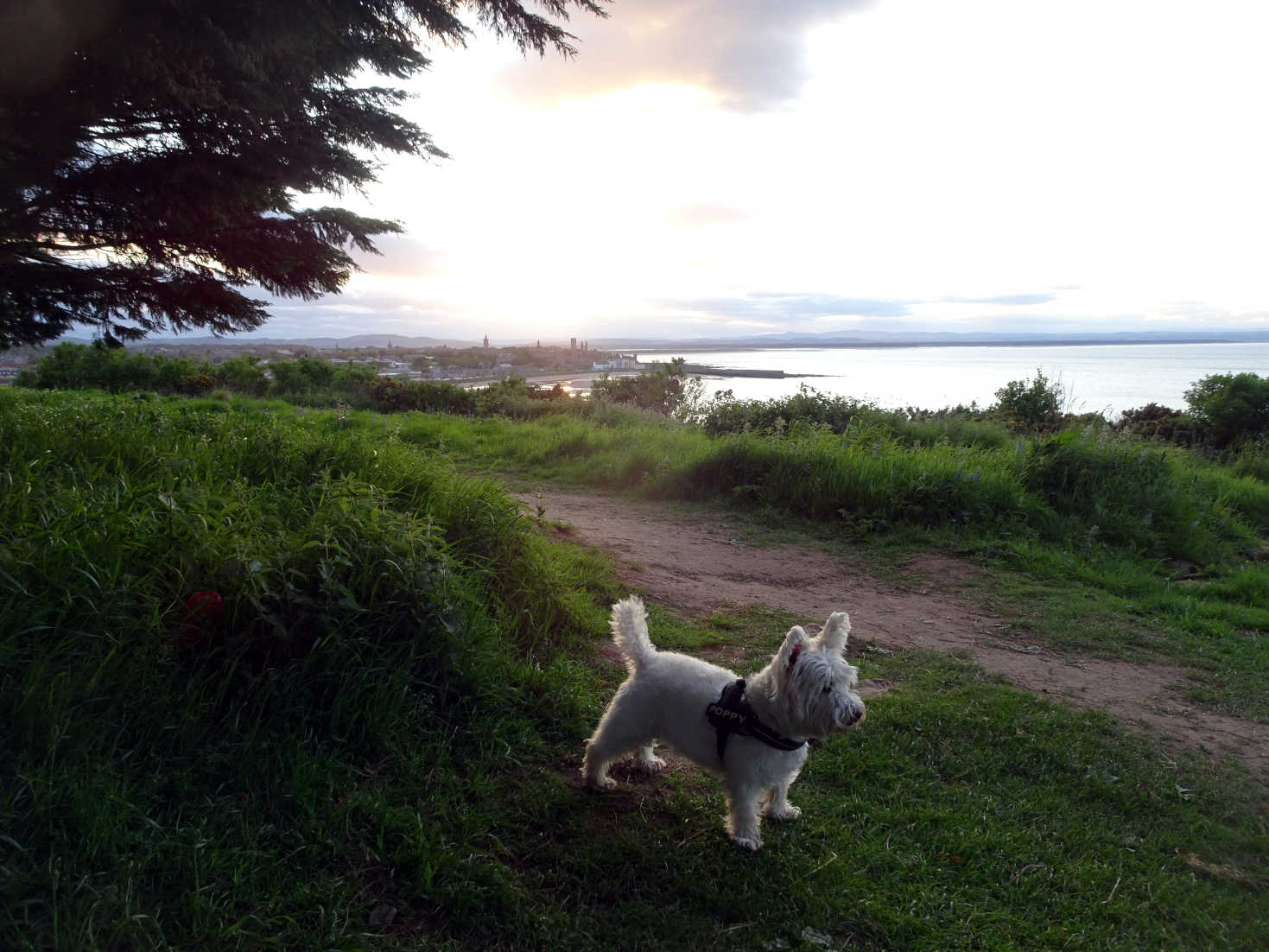 poppy the westie at St Andrews coast at sunset