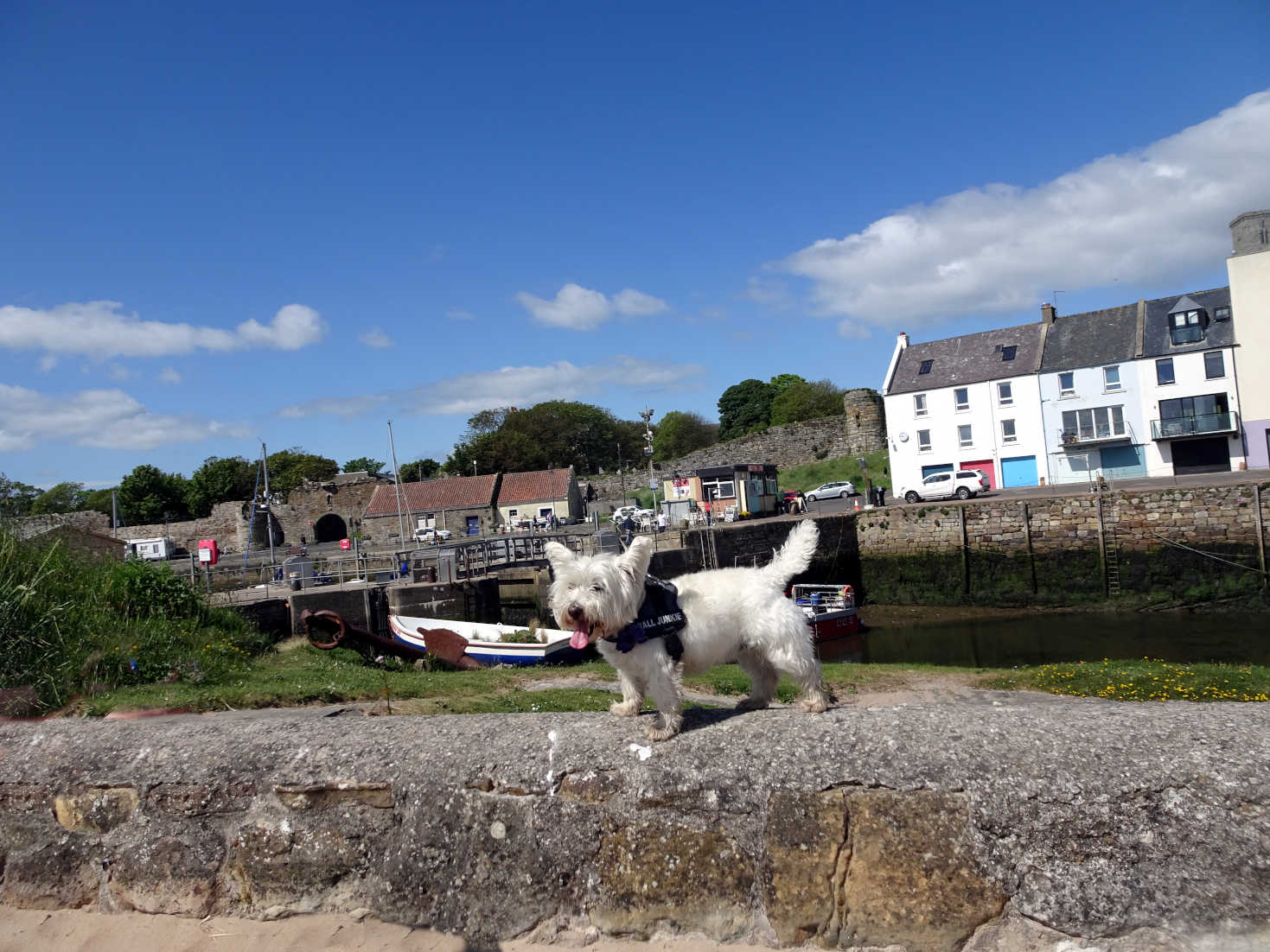 poppy the westie at St Andrews harbour