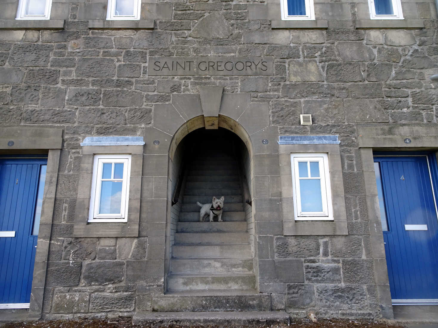 poppy the westie at St Gregorys St Andrews