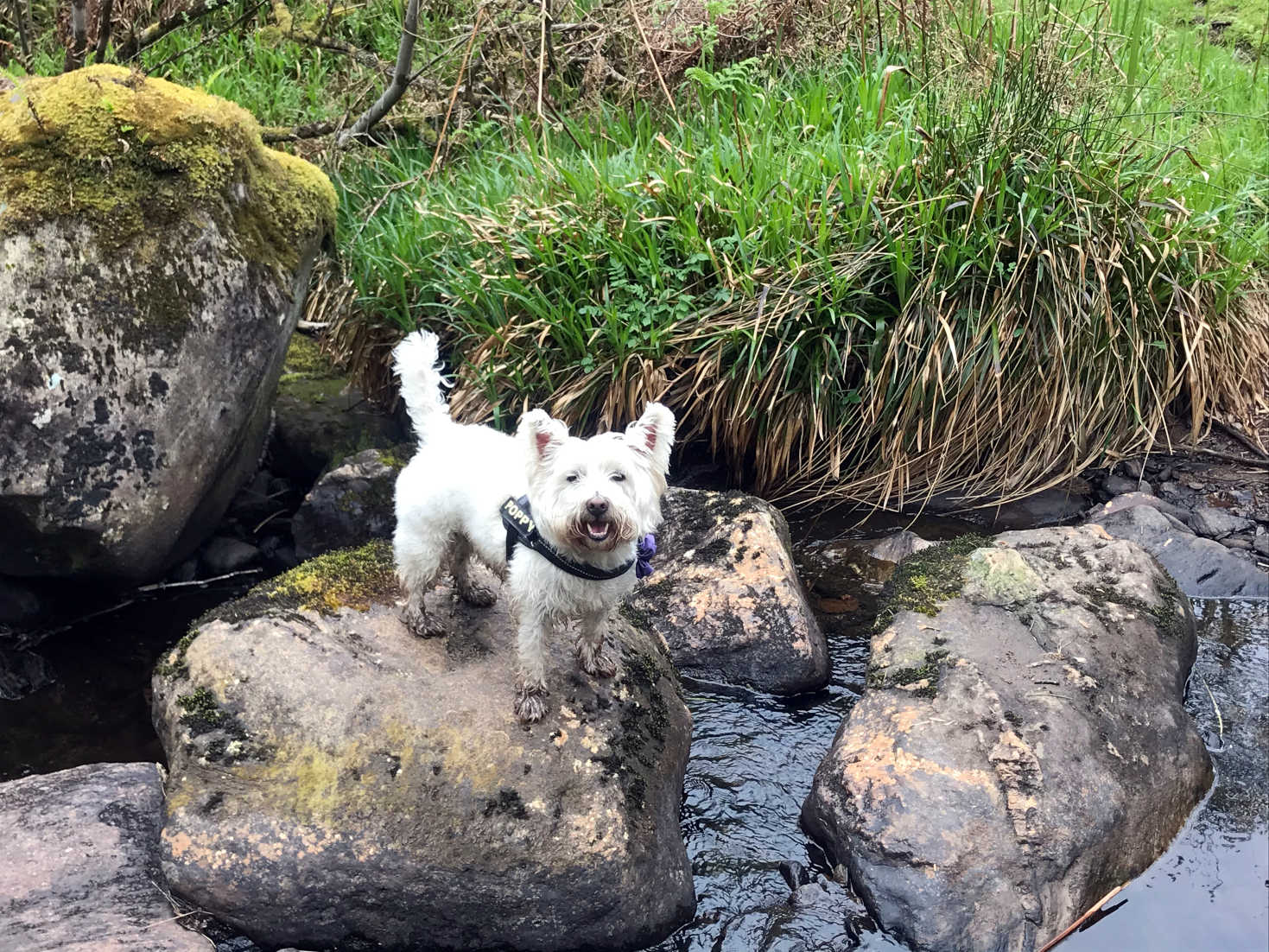 poppy the westie at east glen burn portavadie