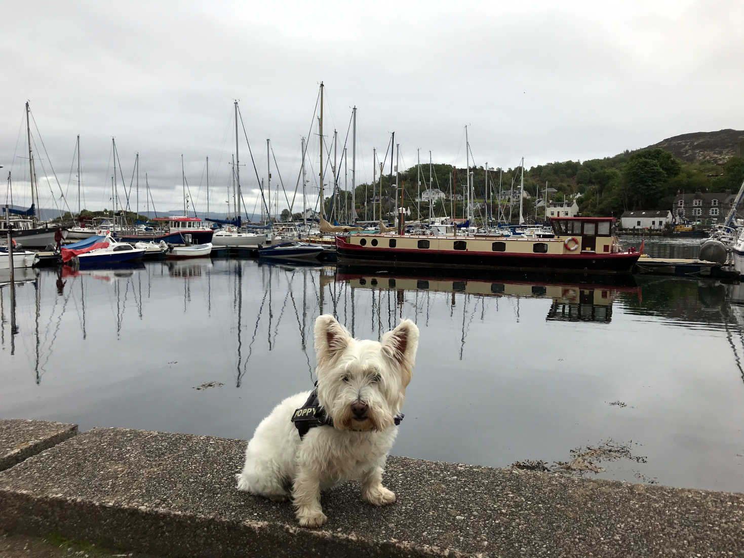 poppy the westie at edge of tarbert marina